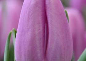 Paradero ® | Tulip | Jan de Wit en Zonen B.V.